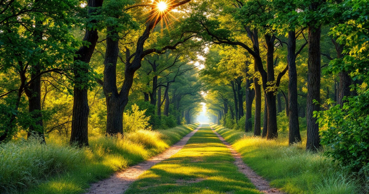 Lush forested trail with tall pine trees in warm light